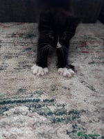 Mixed Breed cats - Advert 10