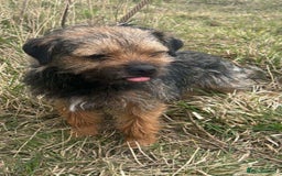 Border Terrier dogs for sale: Quality Border Terrier Puppies - Image 3