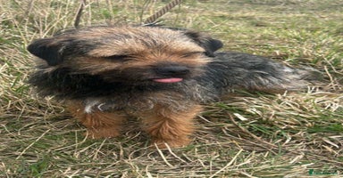 Border Terrier dogs - Advert 12