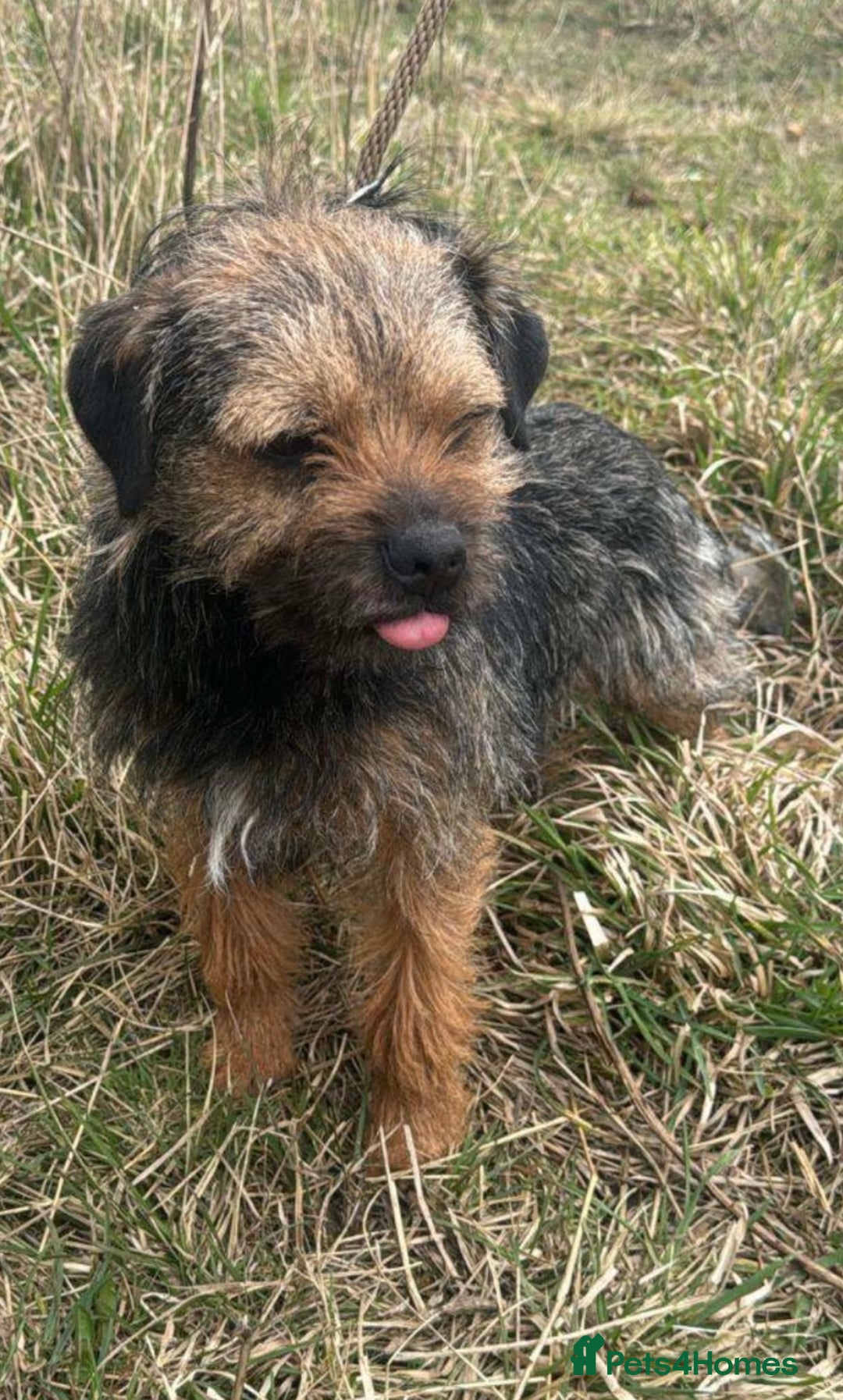 Border Terrier dogs for sale: Quality Border Terrier Puppies - Image 3