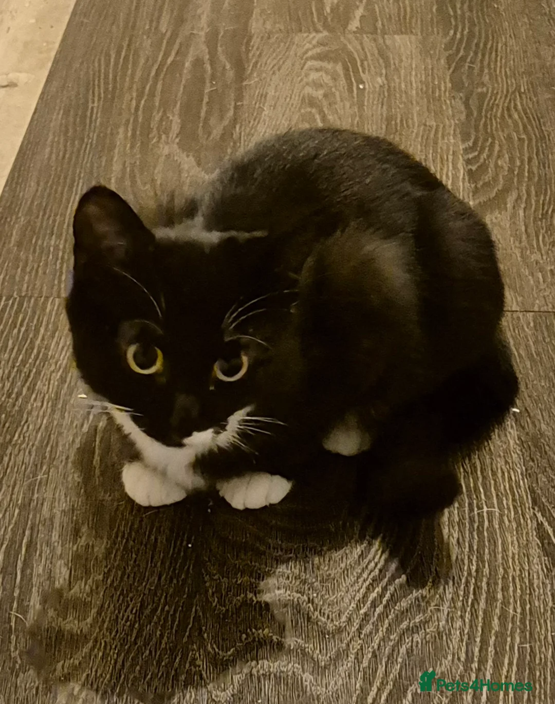 Mixed Breed cats for sale: 2 bonded males & 1 female available for rehoming - Advert 2