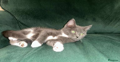 Mixed Breed cats - Advert 5