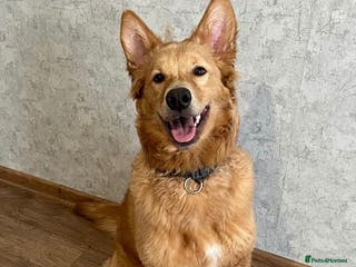 German Shepherd dogs MILO – German Shepherd (Male) - Advert 3