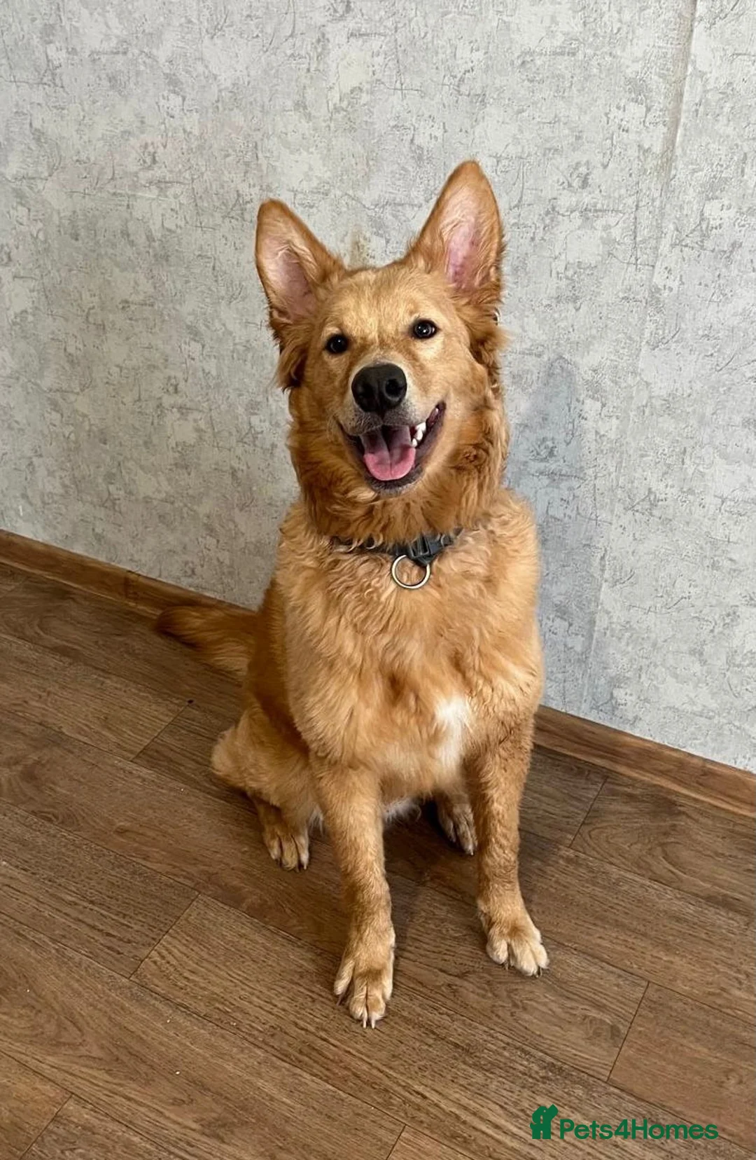 German Shepherd dogs for adoption: MILO – German Shepherd (Male) - Advert 1