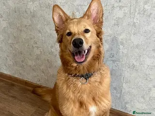 German Shepherd dogs MILO – German Shepherd (Male) - Advert 6