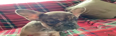 French Bulldog Puppy 2