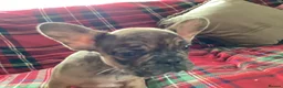 French Bulldog dogs for sale: French bulldogs - Advert 6