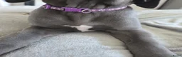 Great Dane dogs for sale: Purple collar  - Advert 3