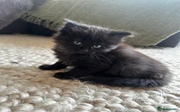 Ragdoll cats for sale: x4 adorable half ragdoll kittens ready to go soon - Image 10