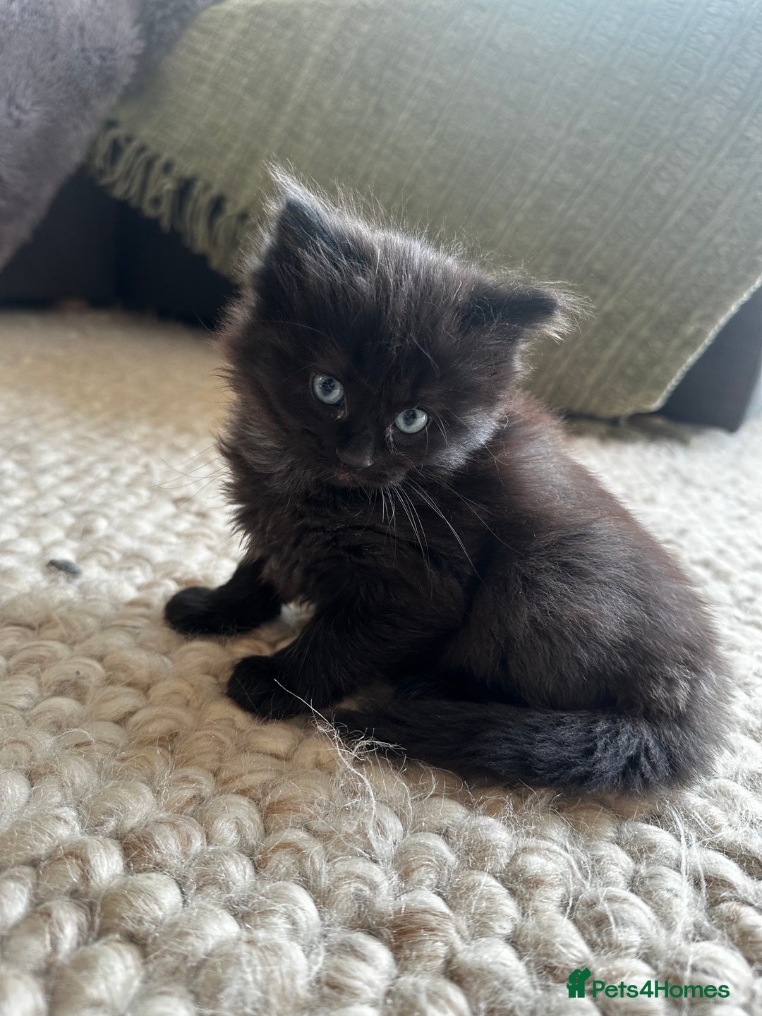 Ragdoll cats for sale: x4 adorable half ragdoll kittens ready to go soon - Image 10