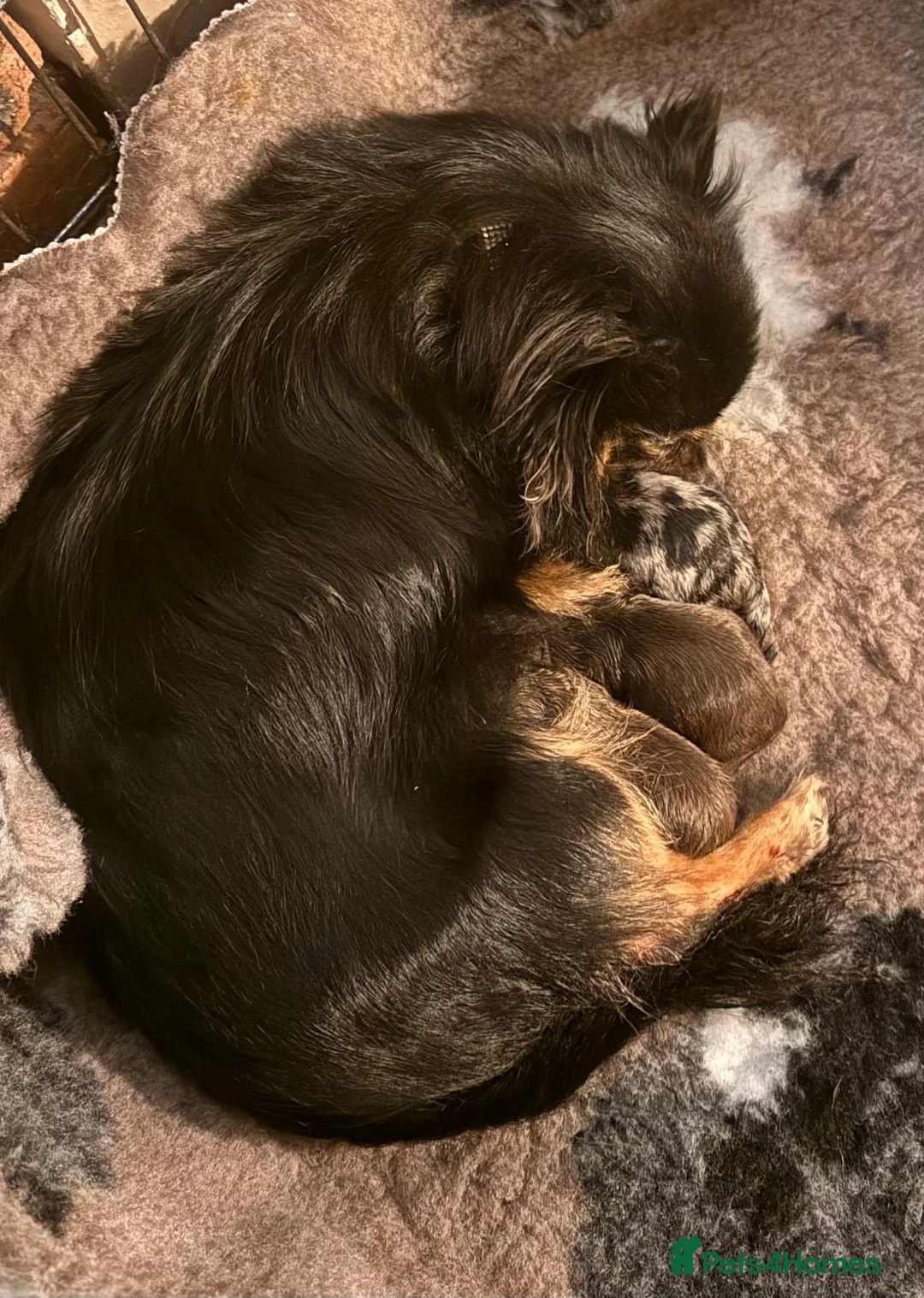 Pomchi dogs for sale: 3 Fabulous Pomchi Pups - Advert 2