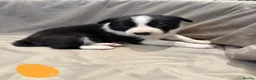 Border Collie dogs for sale: ISDS Border Collie Puppies 🐶 - Advert 4