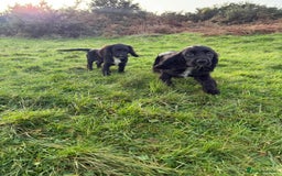 Cockalier dogs for sale: Stunning cockaliers  - Advert 4