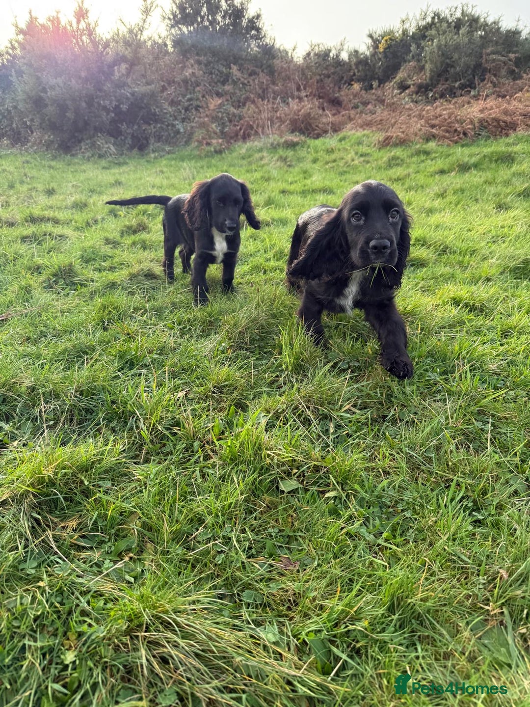 Cockalier dogs for sale: Stunning cockaliers  - Advert 4