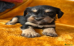 Mixed Breed dogs for sale: SCHNAVALIER PUPPIES  - Image 10