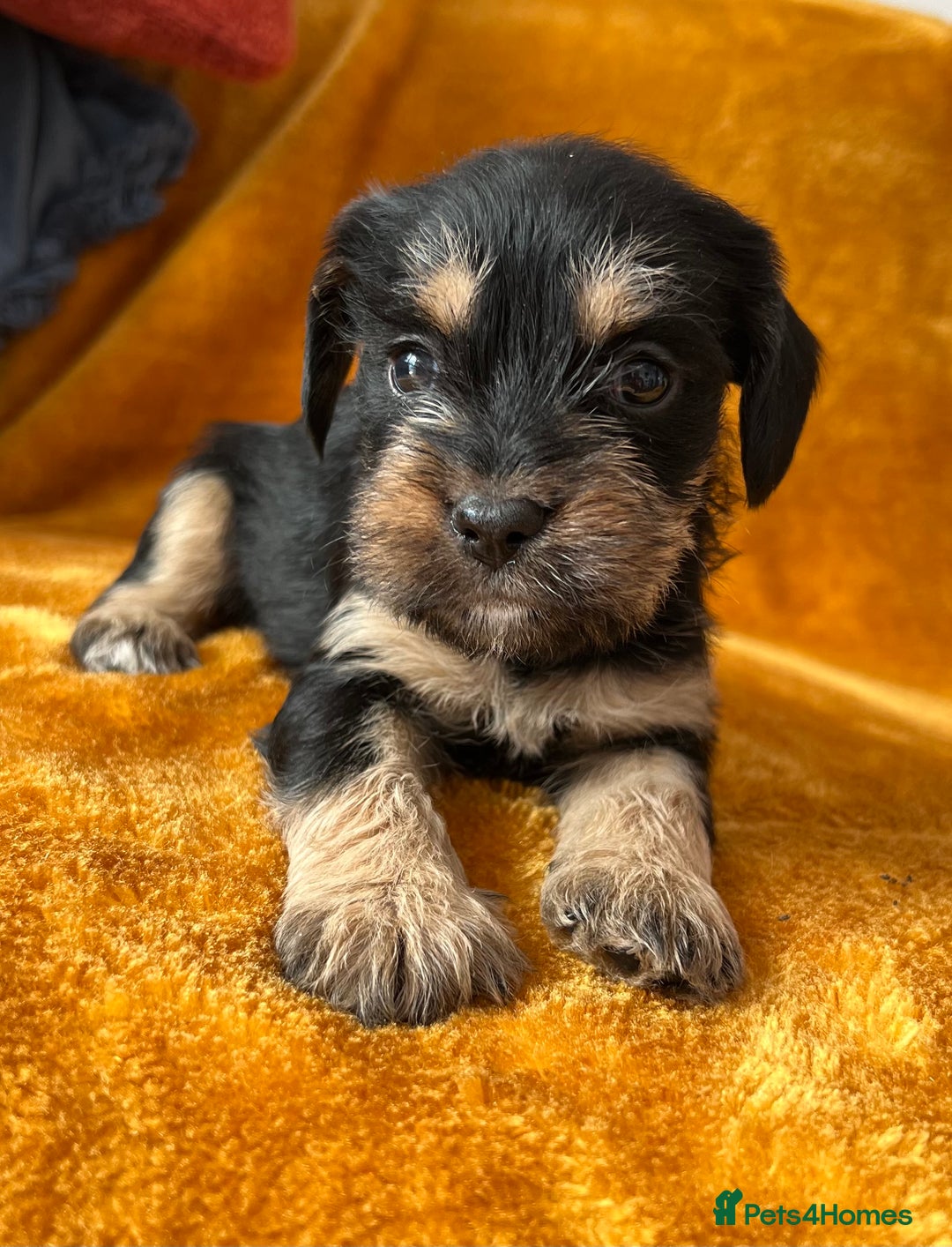 Mixed Breed dogs for sale: SCHNAVALIER PUPPIES  - Image 10
