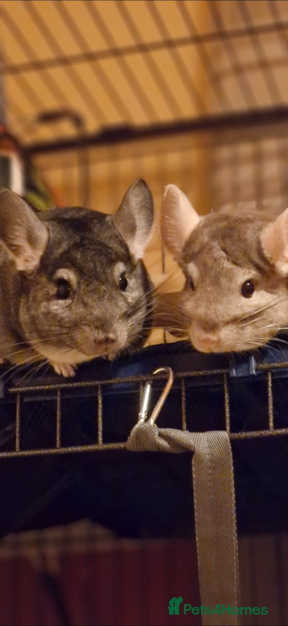 Chinchilla rodents Two Bonded Male Chinchillaa + cage , accessories. - Advert 3