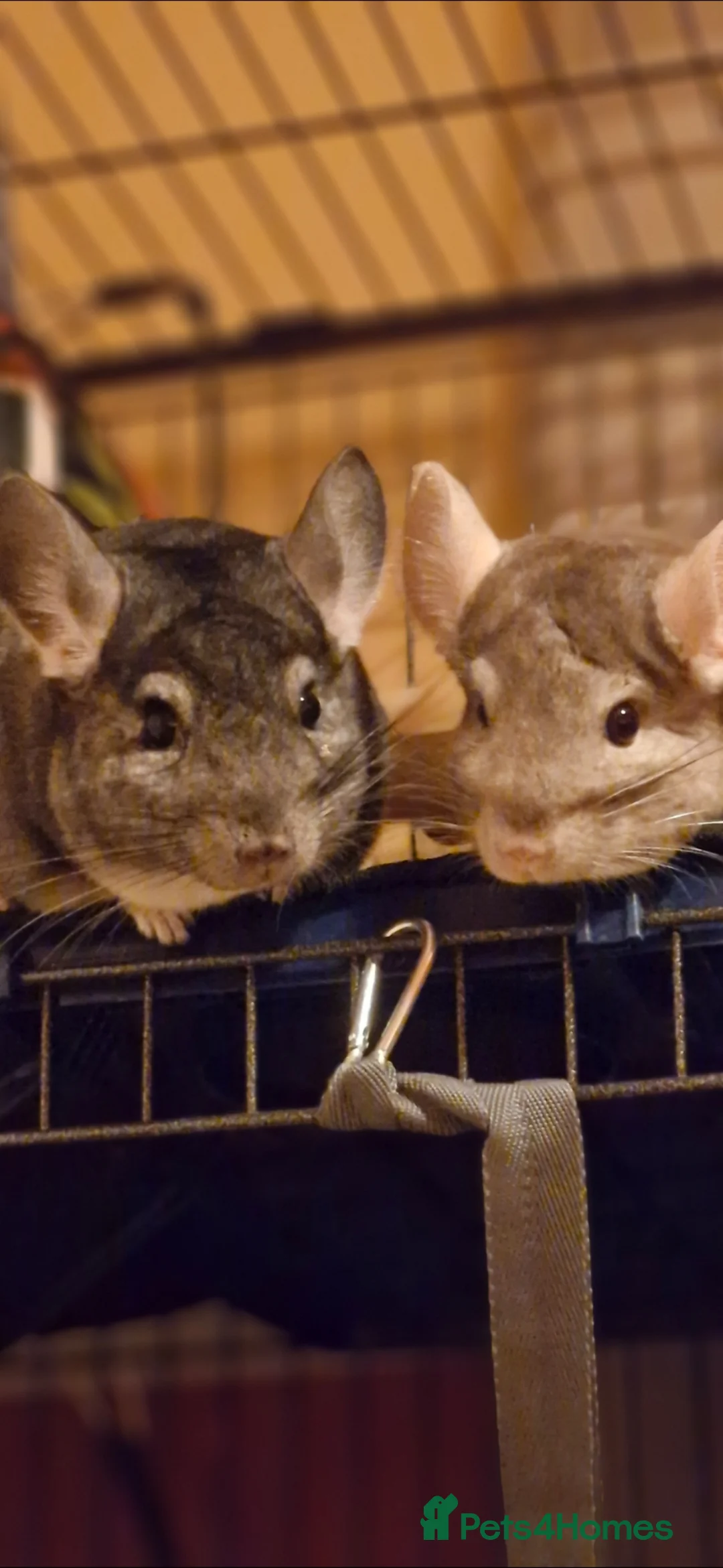 Chinchilla rodents for sale: Two Bonded Male Chinchillaa + cage , accessories. in Ipswich - Advert 1