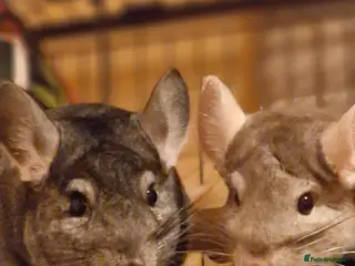 Chinchilla rodents Two Bonded Male Chinchillaa + cage , accessories. - Advert 3