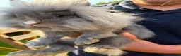 Lionhead rabbits for sale: 2x Double Mane Lionhead Rabbits - Advert 2