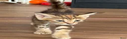 Norwegian Forest Cat cats for sale: 3 stunning half Norwegian kittens left - Advert 10