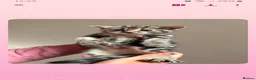 Mixed Breed cats for sale: Grey tabby tortie kittens - Advert 3