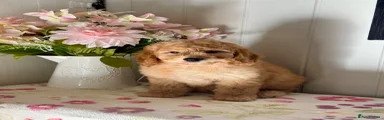Mini Goldendoodle 6