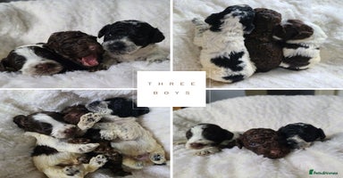 Cockapoo dogs - Advert 4