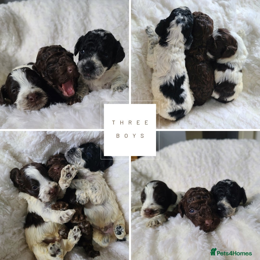Cockapoo dogs for sale: F1b Toy Cockapoos.Roan & Chocolate.Health Tested. - Image 3
