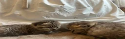 British Shorthair cats for sale:  British short hair kittens  - Advert 4