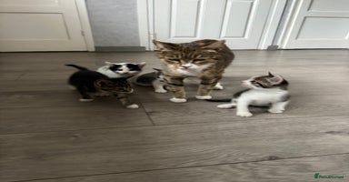 Mixed Breed cats - Advert 12