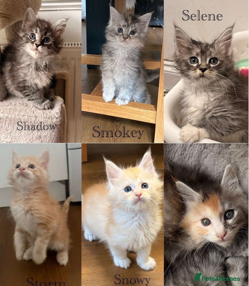 Maine Coon cats Sweet teddy bears. 🧸 🐈‍⬛ - Advert 1