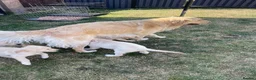 Golden Retriever dogs for sale: 7 Beautiful Golden retriever puppies  - Advert 9