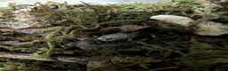 Isopods invertebrates for sale: inverts  - Advert 9