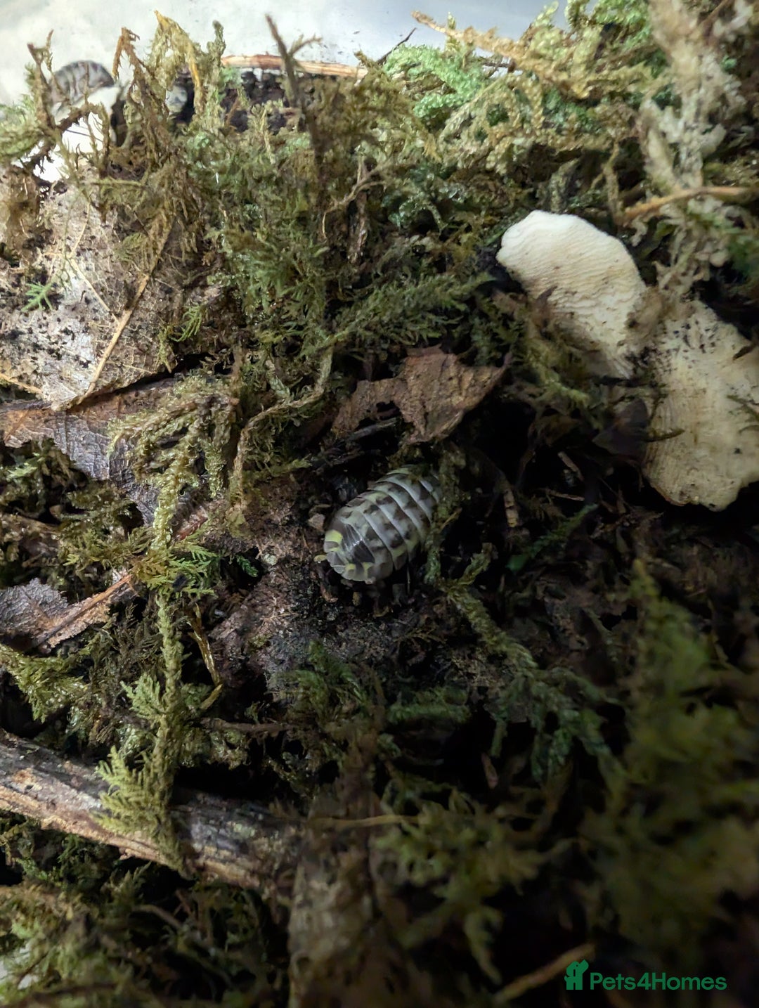 Isopods invertebrates for sale: inverts  - Image 9