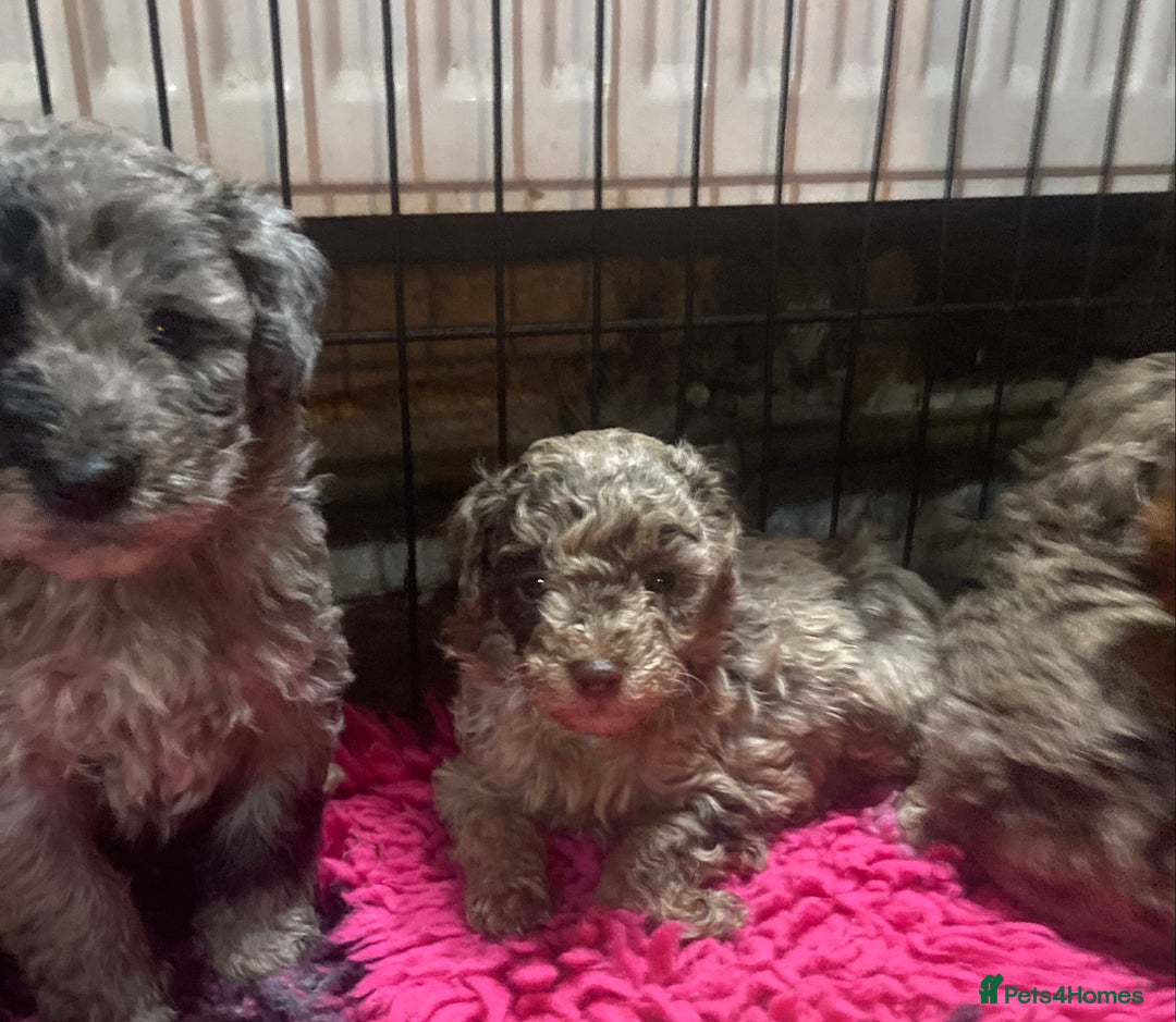 Bordoodle dogs for sale:  Beautiful Bordoodle Puppies inc Merle/Apricot - Advert 22