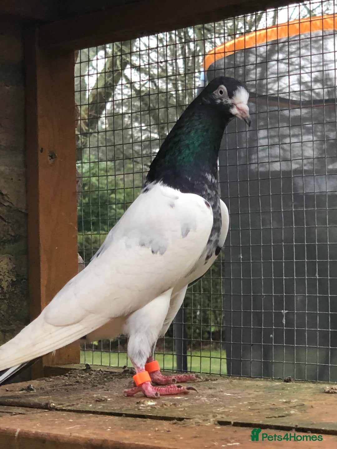 Gallery Image {{count}}