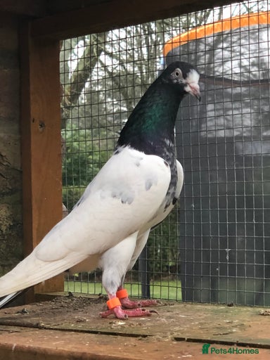 Gallery Image {{count}}