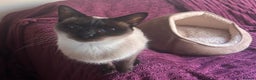 Siamese cats for sale: Siamese seal points  price is for both  - Advert 2