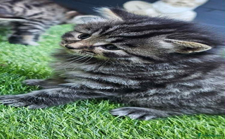 Brazilian Shorthair cats - Advert 1