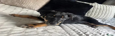 Zuko