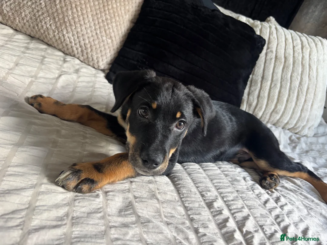 Mixed Breed dogs for sale: Rottweiler x Dalmatian x German shepherd  - Advert 2