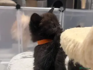 British Shorthair cats Beautiful British shorthair cross kittens🩵🩷 - Advert 11