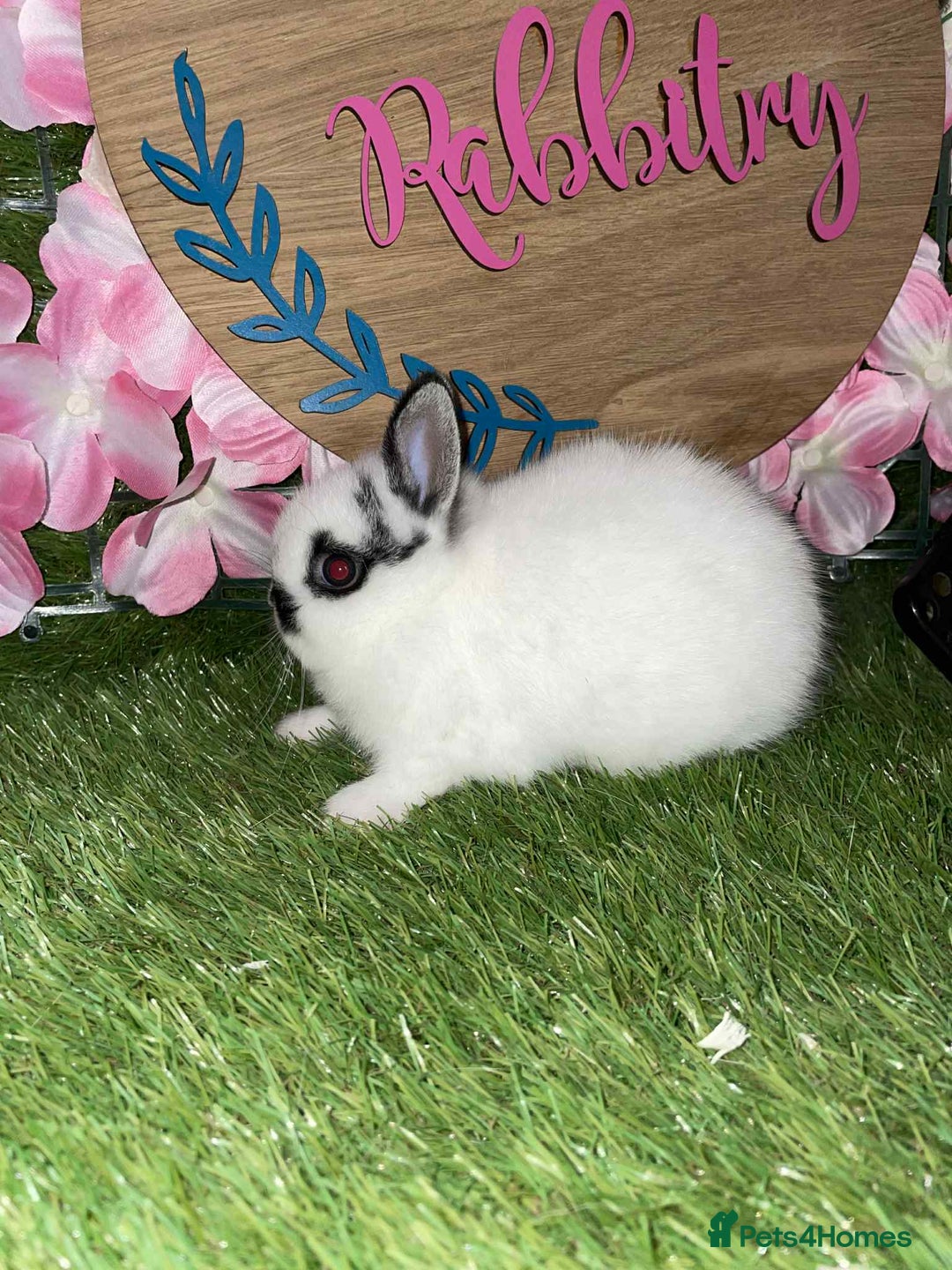 Netherland Dwarf rabbits for sale:  pedigree Neverland dwarf also have mini lops   - Image 6