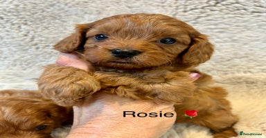 Cavapoo dogs - Advert 1