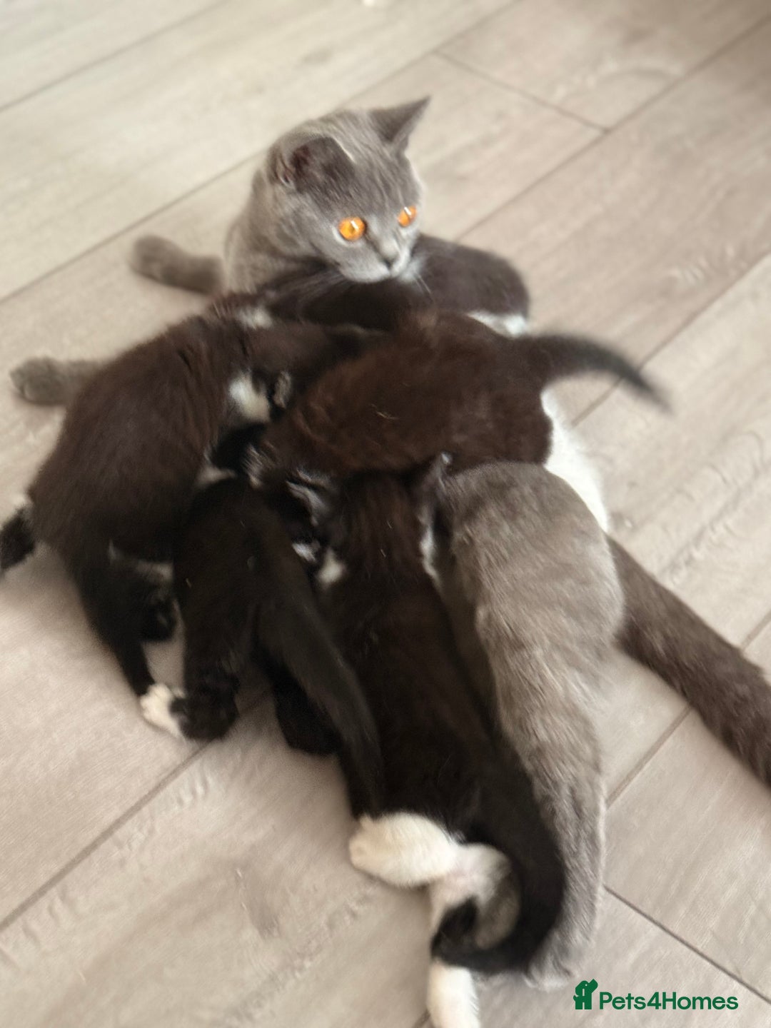 Mixed Breed cats for sale: Half British shorthair kittens  - Image 8