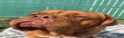 Dogue De Bordeaux dogs for sale: Female dogue de bourdeax - Advert 6