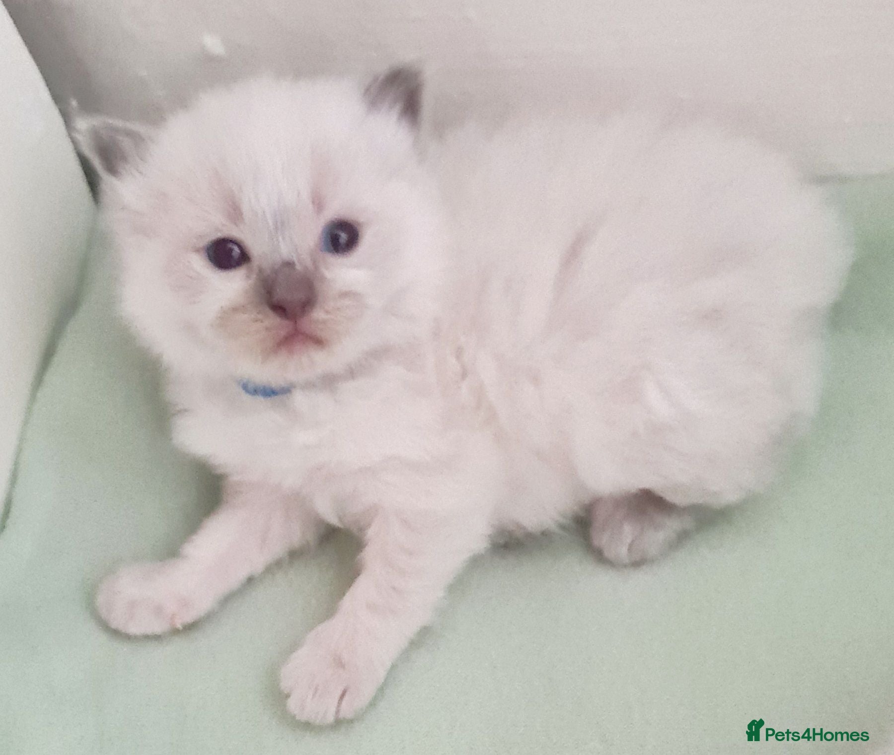 Ragdoll cats Ragdoll kittens for sale  - Advert 17