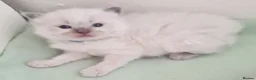 Ragdoll cats for sale: Last female Ragdoll kitty READY NOW - Advert 6