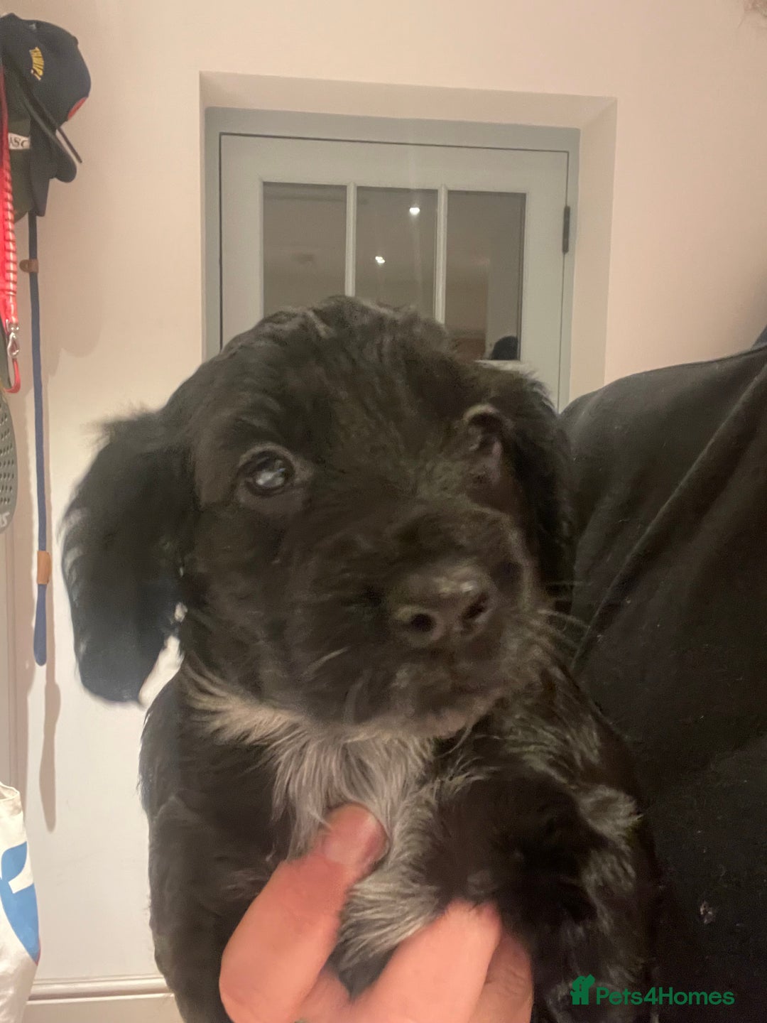 Cocker Spaniel dogs for sale: 2 working cocker puppies  - Advert 20